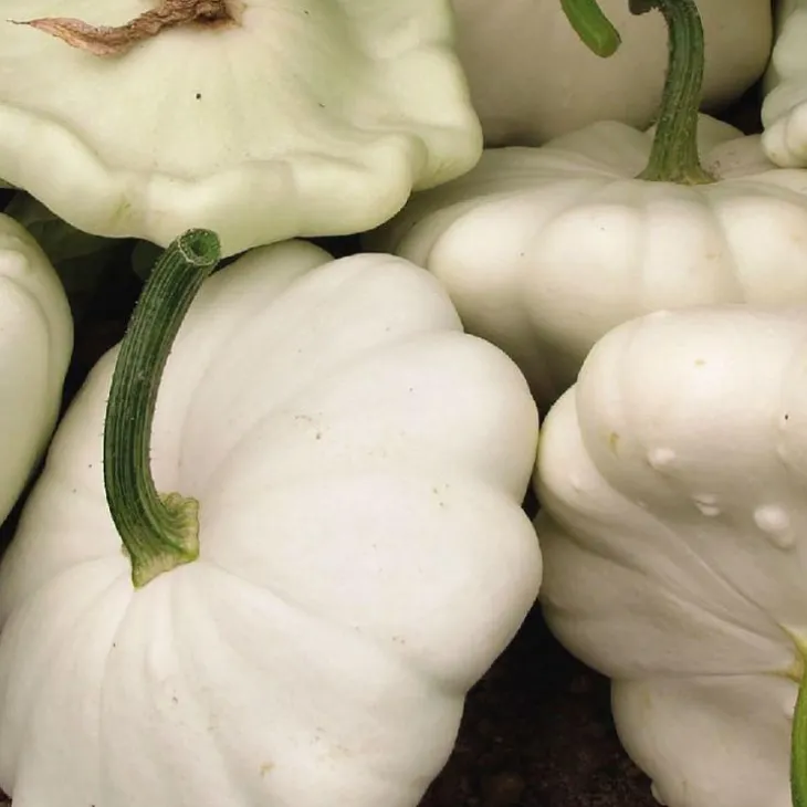 Courge Patisson Blanc Bio. Le pot de 9x9 cm