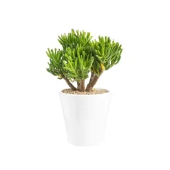 Crassula hobbit en pot blanc émaillé H 10 x Ø 20 cm