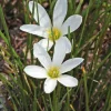 Crocus du Brésil godet 9x9 cm