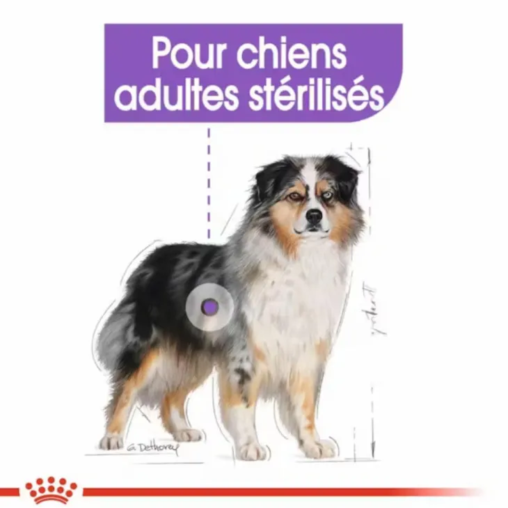 Croquette pour chien adulte stérilisé de taille moyenne Royal Canin - 12 kg
