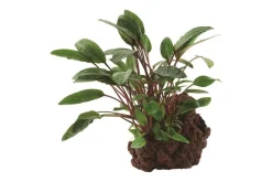 Cryptocoryne Beckettii Petchii Sur Roche S