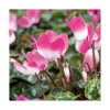 Cyclamen bicolore - Le pot de diamètre 14 cm.