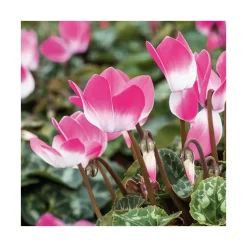 Cyclamen bicolore - Le pot de diamètre 14 cm.