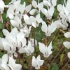 Cyclamen Hederifolim blanc - Le pot de 9 x 9 cm