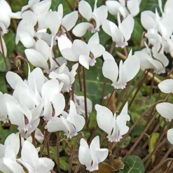 Cyclamen Hederifolim blanc - Le pot de 9 x 9 cm