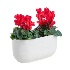 Cyclamen pot céramique D.20 cm
