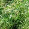 Cyperus alternifolius 14 L en pot Ø 30 cm