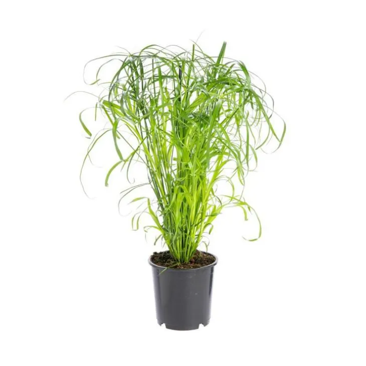 Cyperus Alternifolius pot Ø14xH55 cm