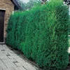 Cyprès de Leyland Fastigié - pot 10 L