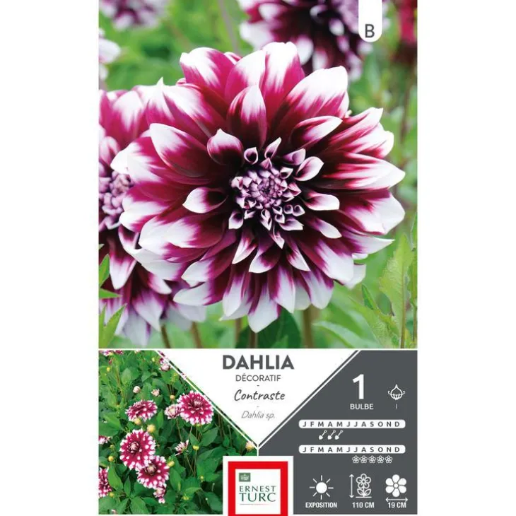 Dahlia à fleurs géantes contrastées. Le bulbe