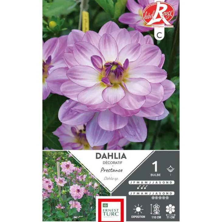 Dahlia buisson Prestance mauve Ernest Turc - 1 bulbe