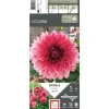 Dahlia décoratif Bengale vieux rose reflet Ernest Turc - 1 bulbe