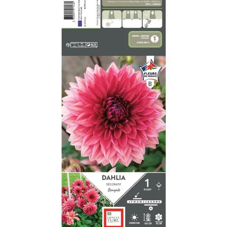 Dahlia décoratif Bengale vieux rose reflet Ernest Turc - 1 bulbe