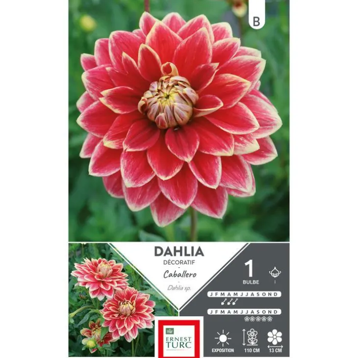 Dahlia décoratif Caballero rouge bord jaune Ernest Turc - 1 bulbe