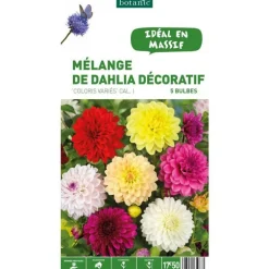 Dahlia Décoratif en mélange botanic® - 5 bulbes
