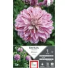 Dahlia décoratif Mistigris mauve Ernest Turc - 1 bulbe