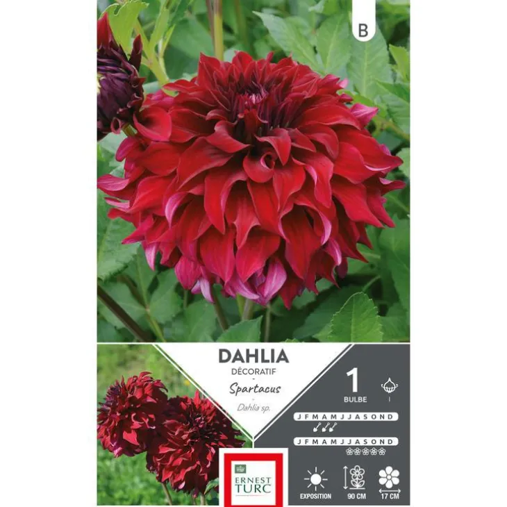 Dahlia fleurs géantes Spartacus rouge profond Ernest Turc - 1 bulbe