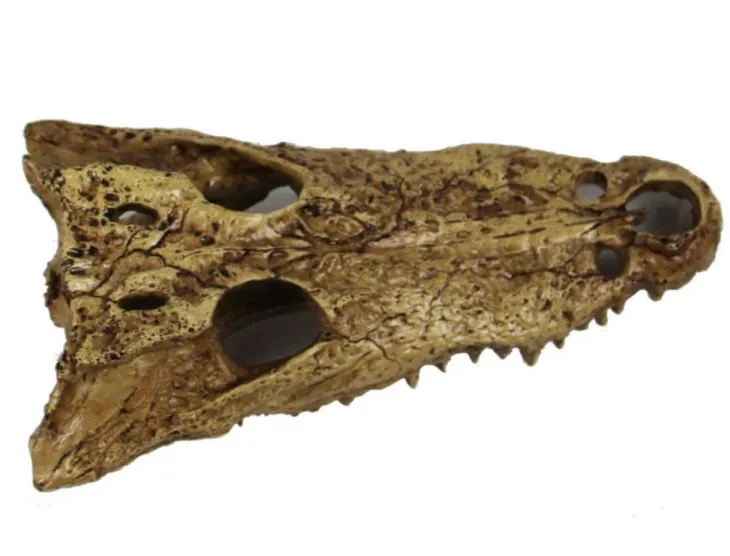 Décor pour terrarium en résine coloris beige tête d'alligator Reptile Planet Gator Bones