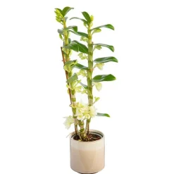 Dendrobium nobilé 2 branches avec cache-pot Ø 12 cm