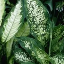 Dieffenbachia Tropic Snow pot Ø24xH100 cm