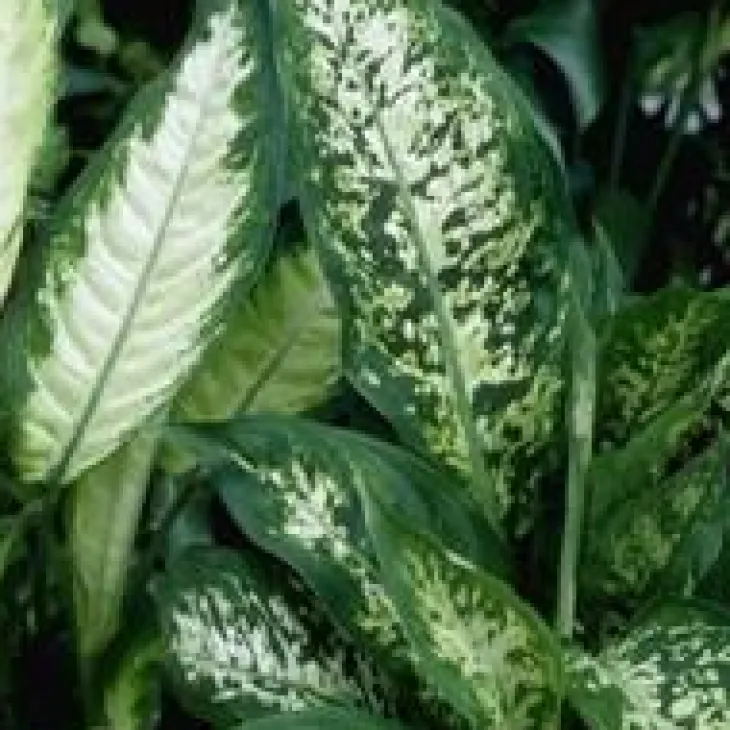 Dieffenbachia Tropic Snow pot Ø24xH100 cm