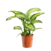 Dieffenbachia Tropic Snow pot Ø24xH80 cm