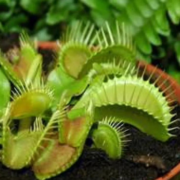 Dionea Muscipula