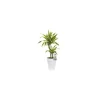 Dracaean lemon lime. Le pot de 21 cm