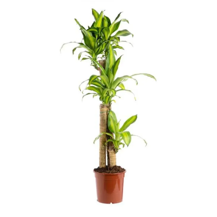 Dracaena Fragrans Massangeana 3 PP pot Ø24xH135 cm