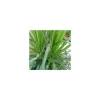 Dracaena Marginata 115 cm. Le pot de 21 cm