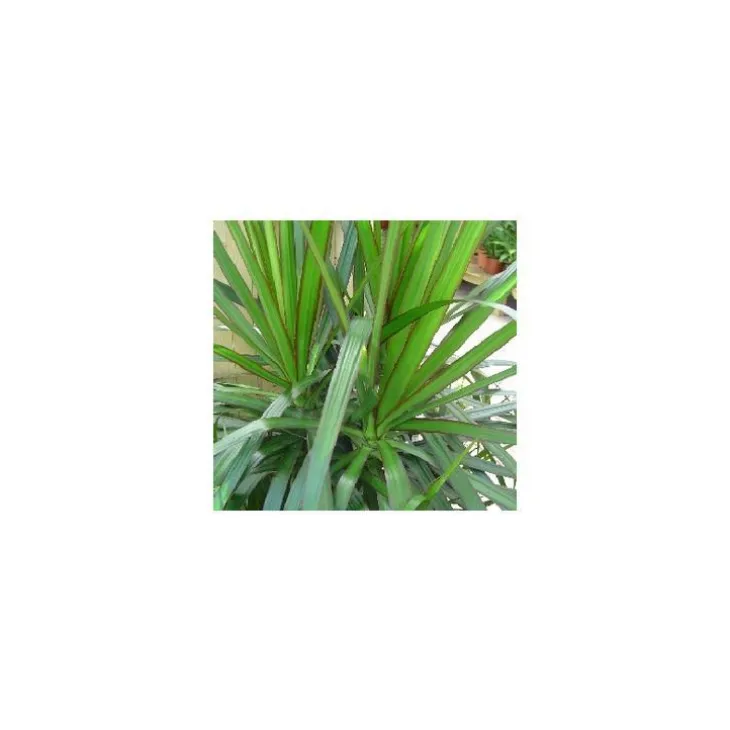 Dracaena Marginata 115 cm. Le pot de 21 cm