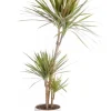 Dracaena marginata 'Bicolor' 3 pieds vert en pot blanc émaillé botanic®. Le pot Ø 24 cm