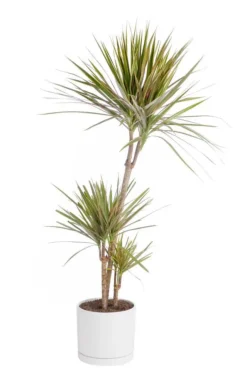 Dracaena marginata 'Bicolor' 3 pieds vert en pot blanc émaillé botanic®. Le pot Ø 24 cm