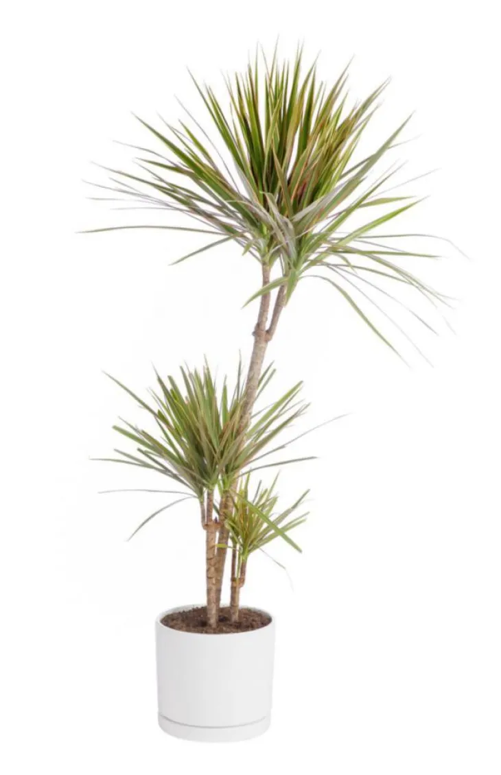 Dracaena marginata 'Bicolor' 3 pieds vert en pot blanc émaillé botanic®. Le pot Ø 24 cm