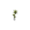 Dracaena marginata vert