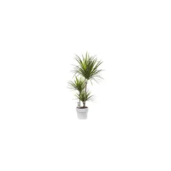 Dracaena marginata vert
