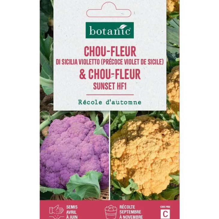 Duo de graines choux fleur di sicilia violetto et graines de sunset HF1 - botanic® - graines à semer