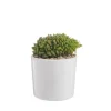 Echeveria mix pot émaillé Ø10xH15 cm