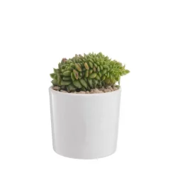 Echeveria mix pot émaillé Ø10xH15 cm