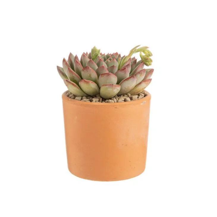 Echeveria mix pot terre cuite Ø10xH15 cm