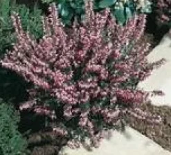 Erica Darleyensis – Pot de 1L