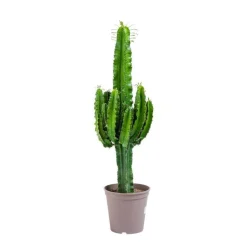 Euphorbe d'Erythrée