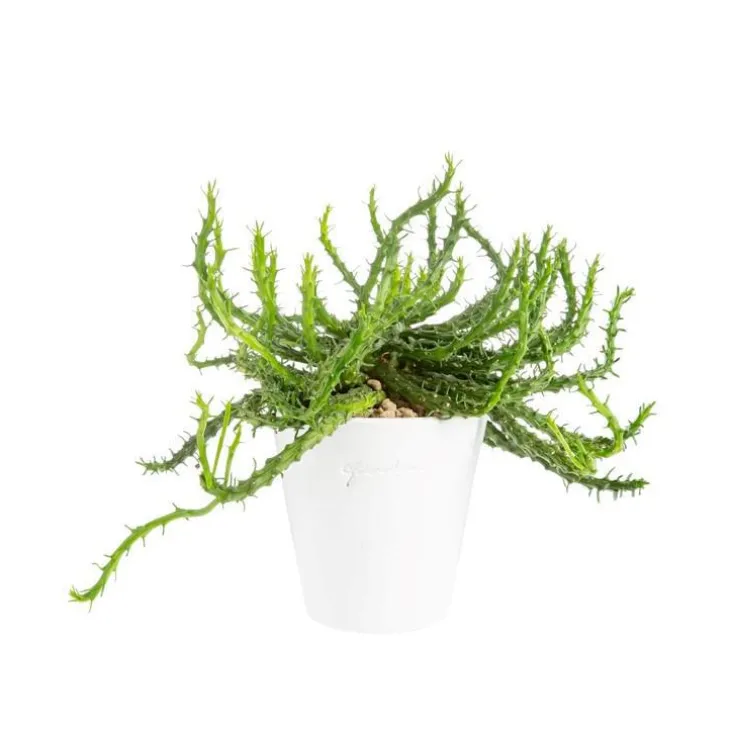 Euphorbia en pot blanc émaillé H 10 x Ø 10 cm