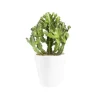 Euphorbia pseudocactus en pot blanc émaillé H 10 x Ø 15 cm.