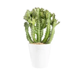 Euphorbia pseudocactus en pot blanc émaillé H 10 x Ø 20 cm