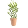 Euphorbia tirucalli en pot terre cuite H 20 x Ø 15 cm
