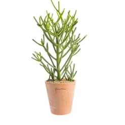 Euphorbia tirucalli en pot terre cuite H 20 x Ø 15 cm