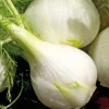 Fenouil Solaris Bio. La barquette de 6 plants