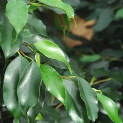 Ficus