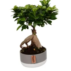 Ficus ginseng avec cache-pot en céramique Ø 18cm